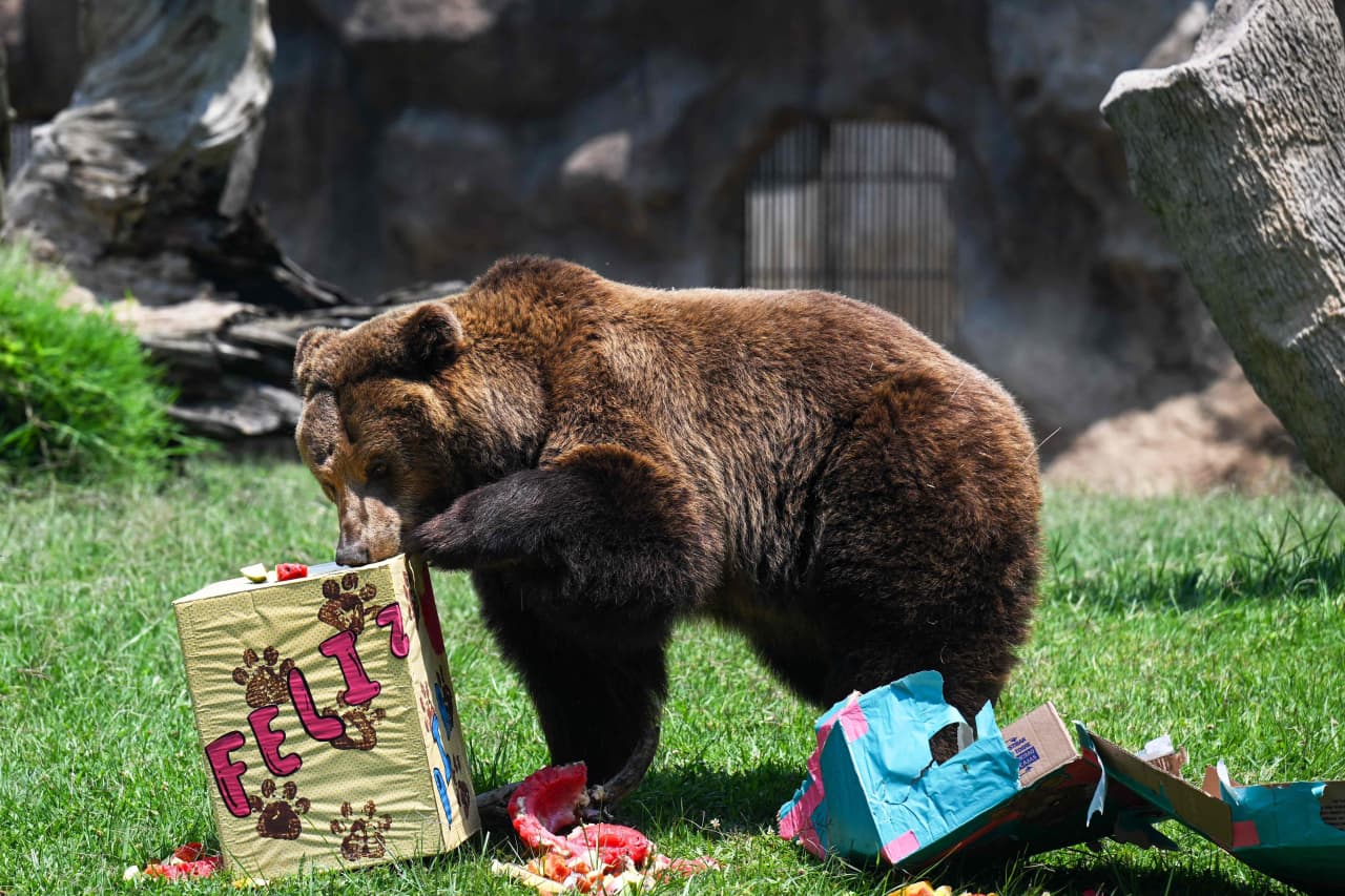 The stock market is becoming a picnic for the bears