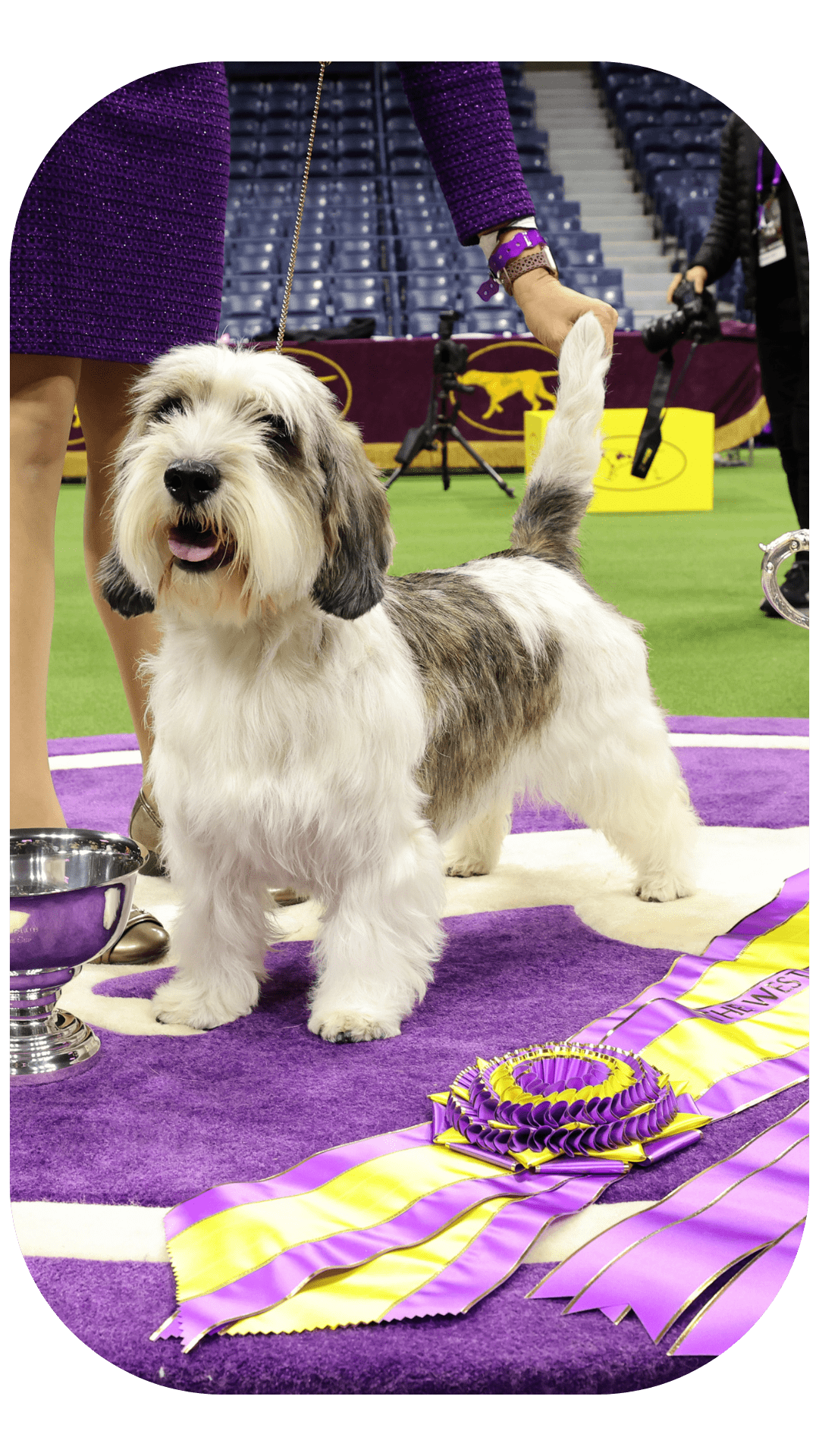 Pbgv best sale dog breed