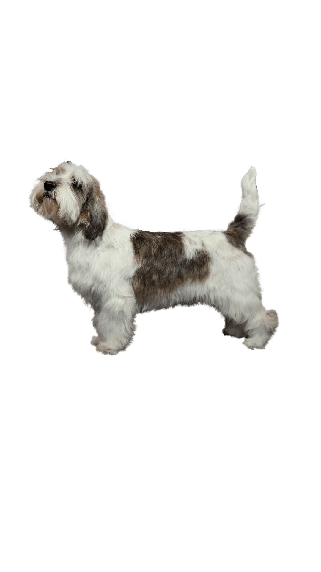 Petit best sale griffon basset