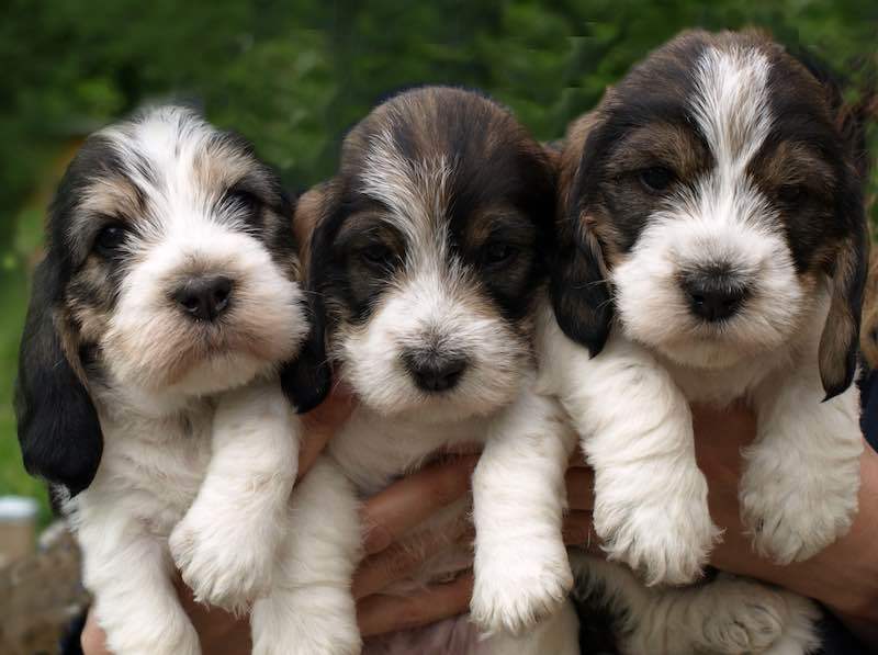 Petit basset griffon sales puppies