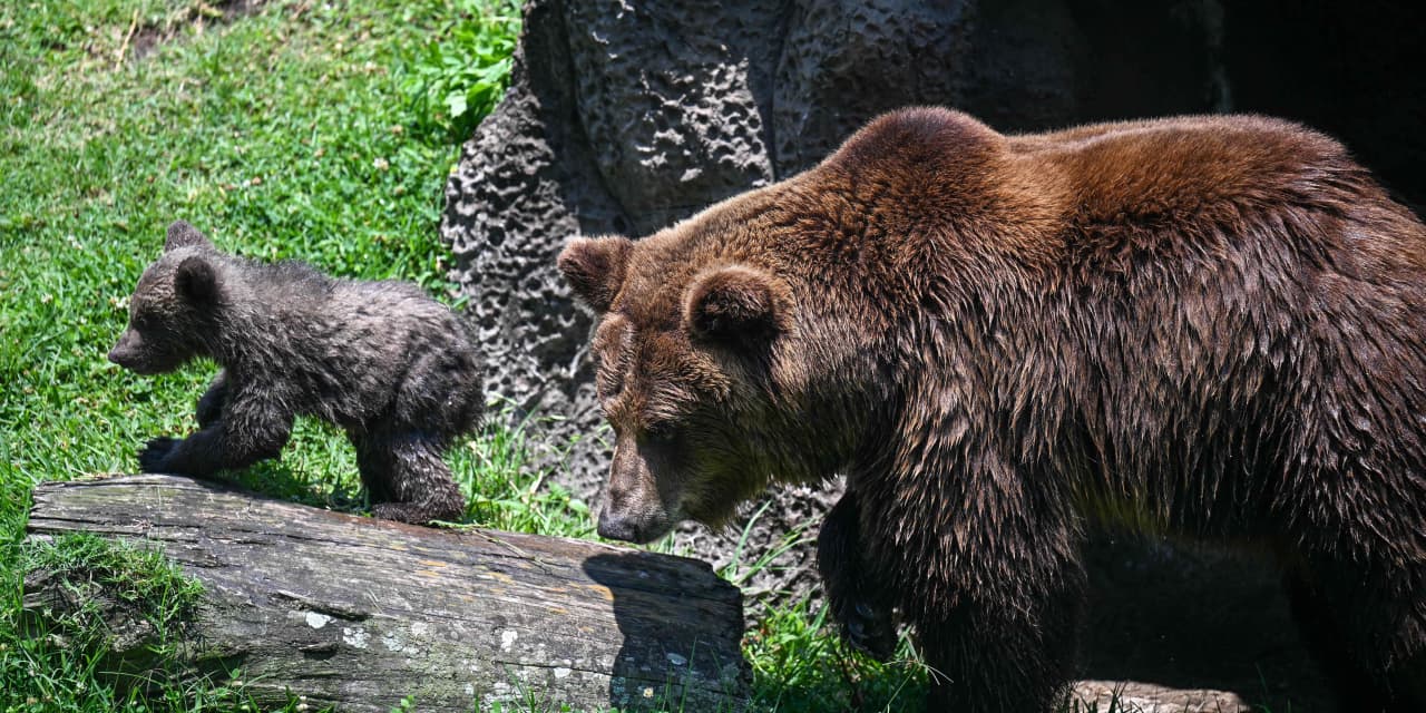 Stockmarket pessimism is climbing. Why it’s still not bad enough to