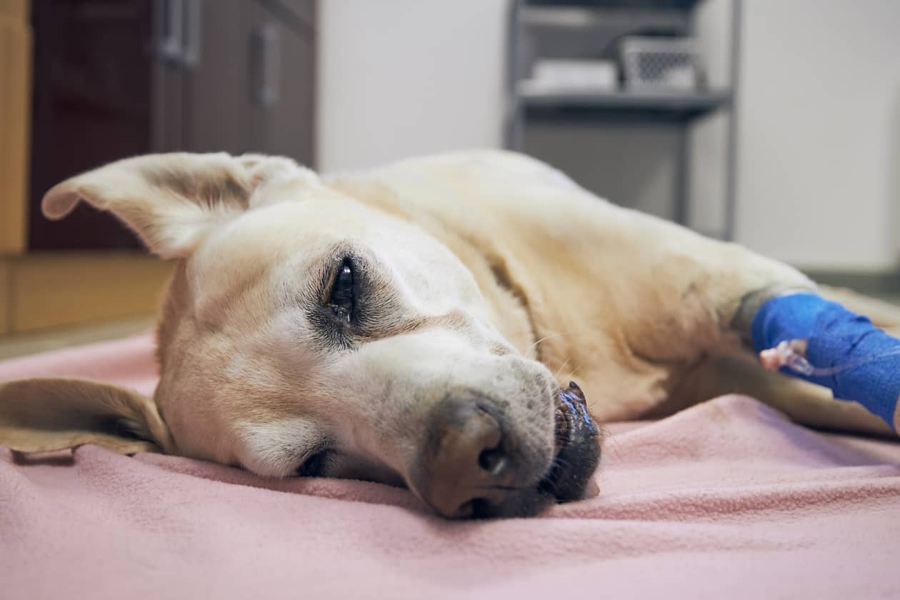 7 ways to pay for a pet emergency - MarketWatch