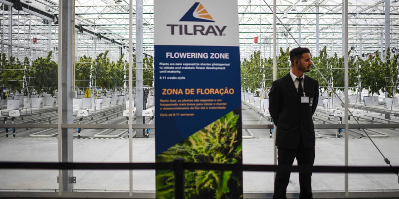 A medida que Tilray compra Hexo, el ex director ejecutivo anticipa una mayor consolidación en el cannabis canadiense
