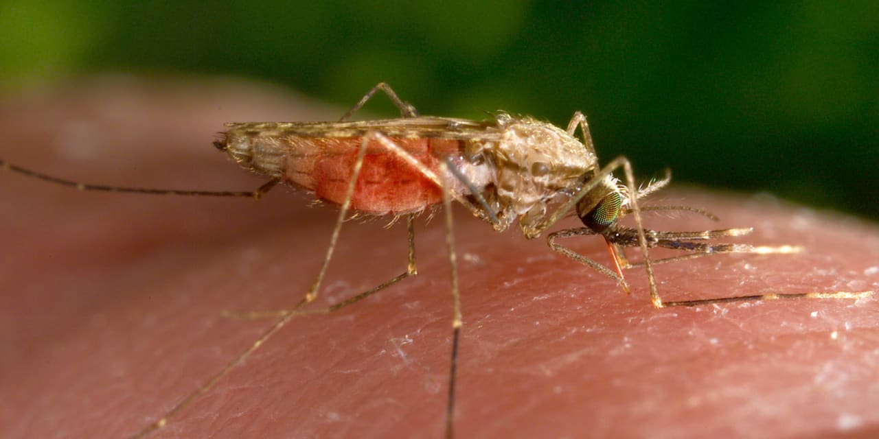 U.S. sees first spread of malaria since 2003, with cases in Texas and Florida - Vimarsana News