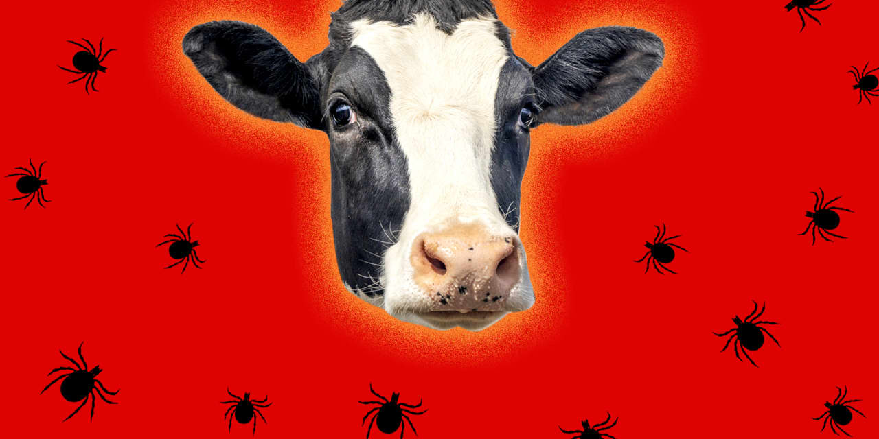 Worried about Lyme disease? CDC warns that 450,000 people may have been infected by a tick-related meat allergy. - Vimarsana News