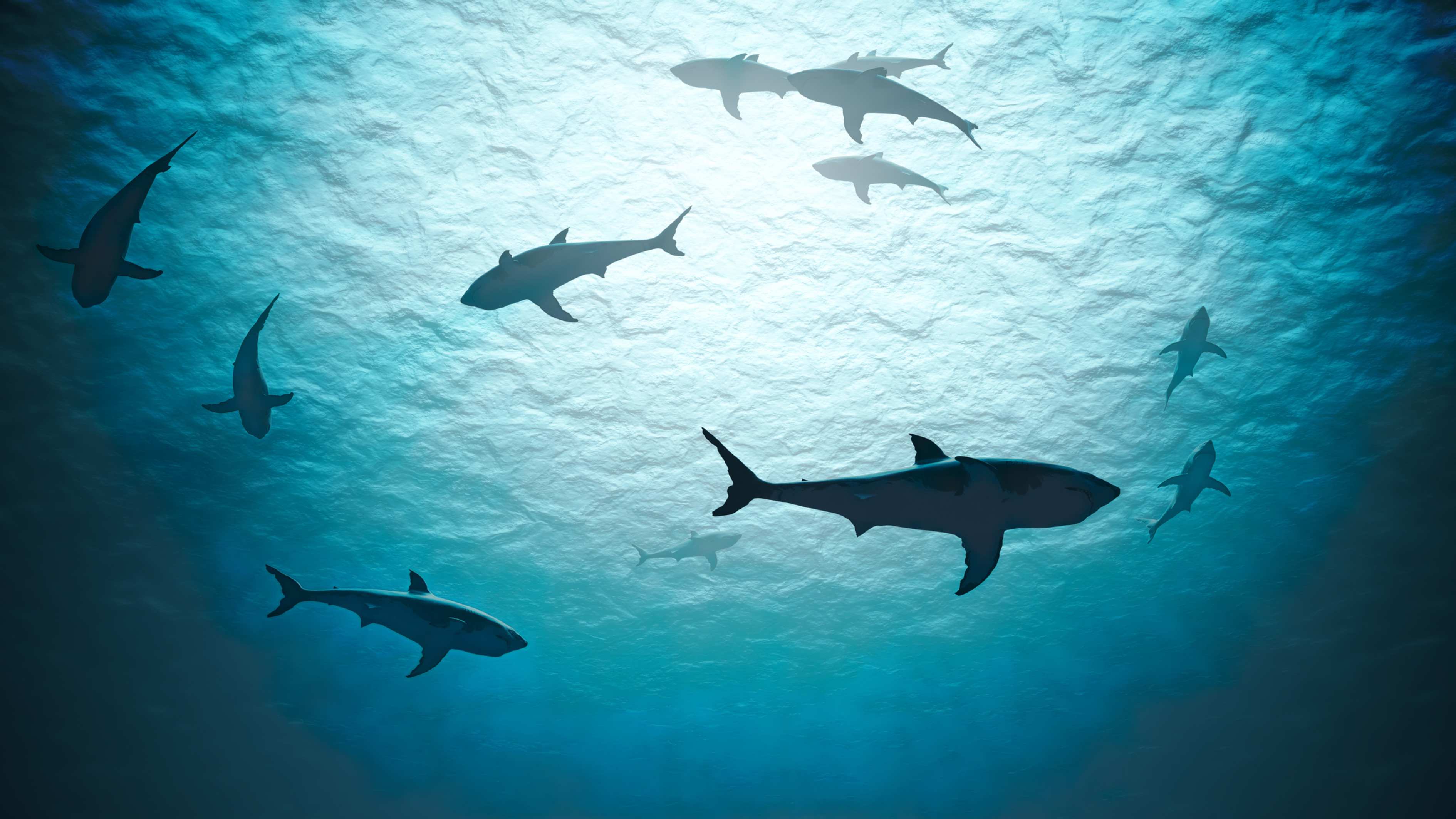 A new hedge fund is being launched to short stocks.