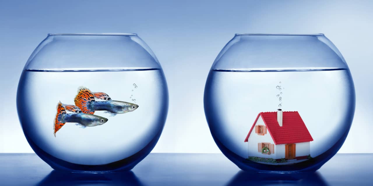#: Meet the guppies: Young house hunters who are giving up on ever buying a home