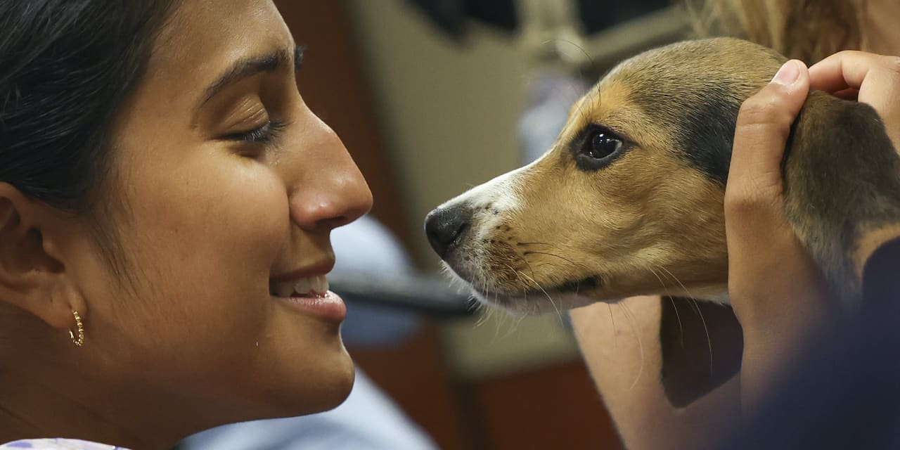 These much-loved volunteers swoop in to rescue animals in communities struck by disasters - Vimarsana News