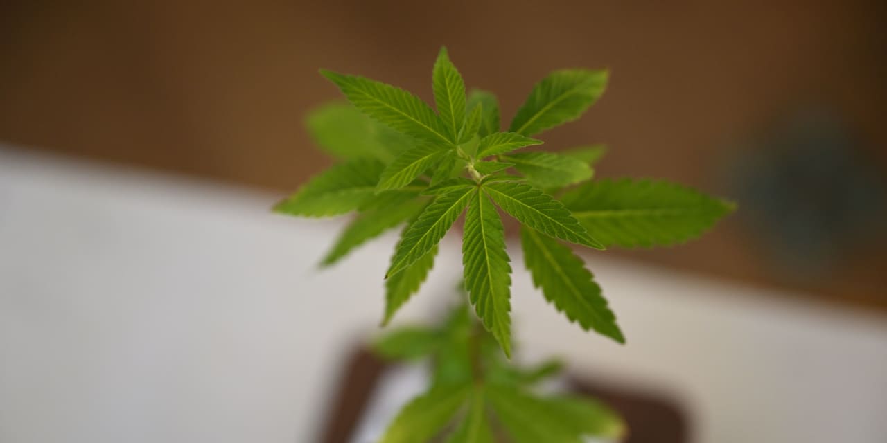 Cannabis stocks gain as banking bill finds traction in Senate, but House OK looks challenging - Vimarsana News