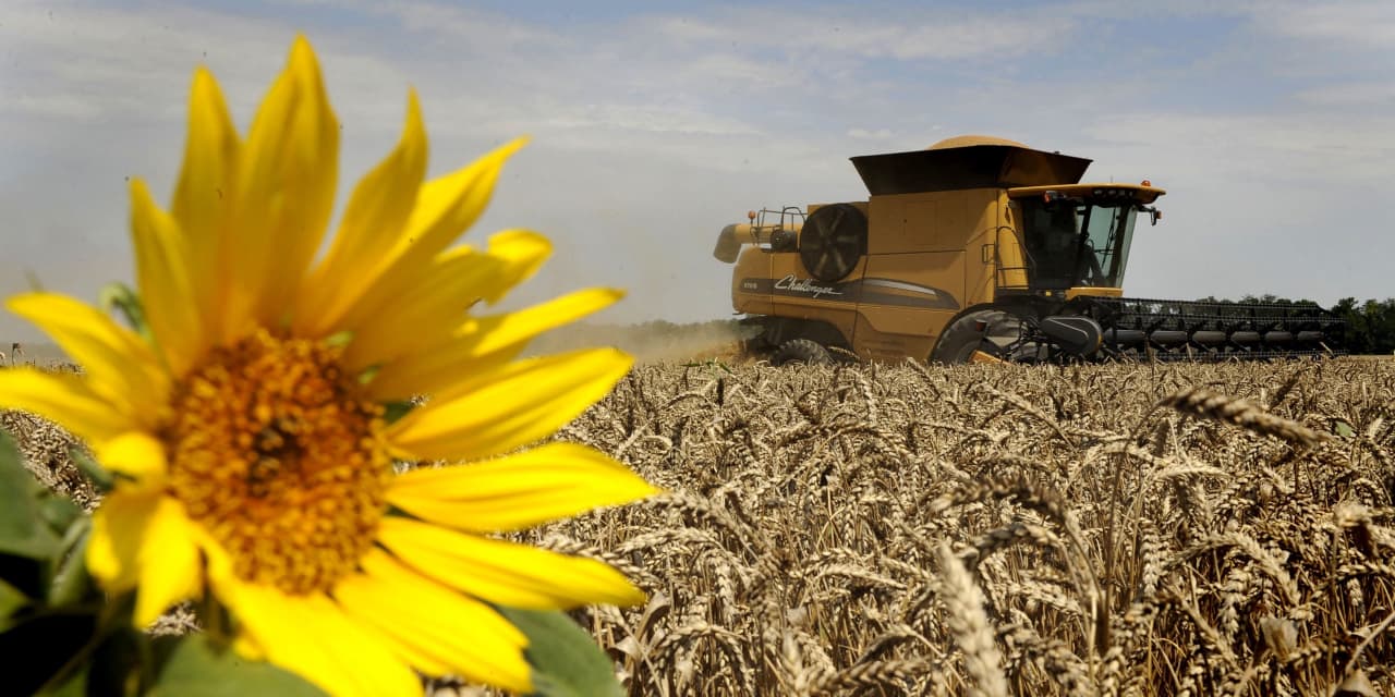 Why wheat prices have fallen to their lowest since 2020 despite Russia-Ukraine grain deal's lapse - Vimarsana News