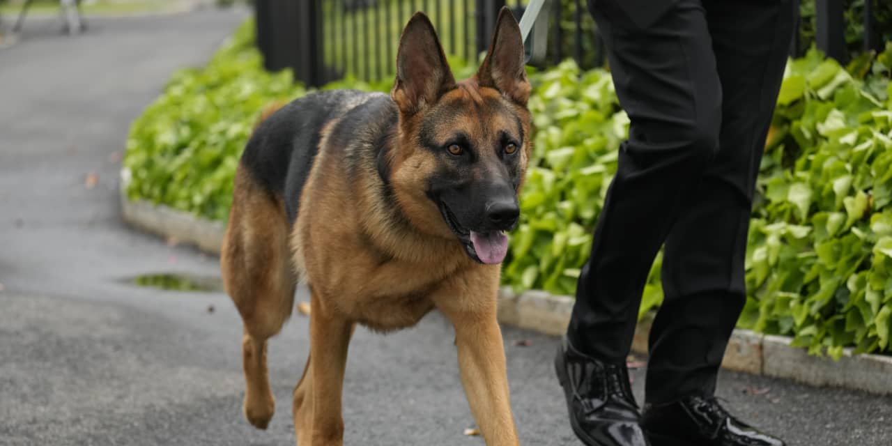 Biden's dog Commander bites another Secret Service officer - Vimarsana News