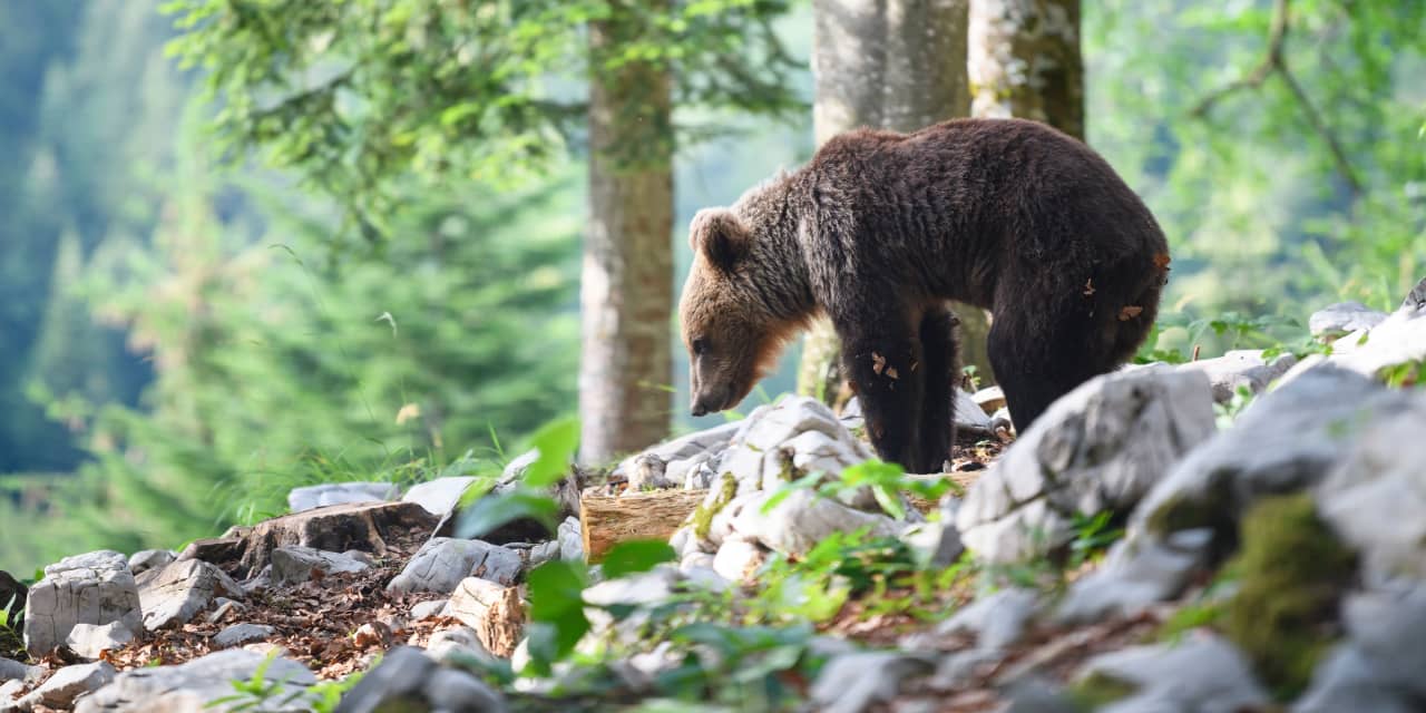 Why bond-market investors are not panicking about the worst Treasury bear market in history