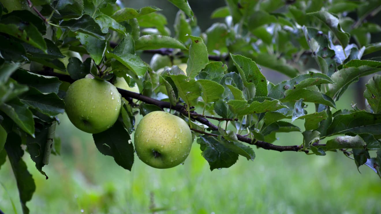 In the Northeast, a wet autumn has become an 'apple-picking apocalypse' - Vimarsana News
