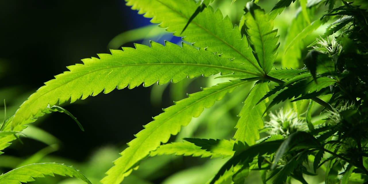 Canopy Growth's cash burn raises analyst concerns - Vimarsana News