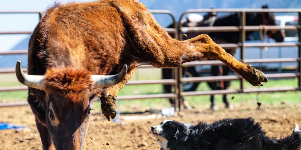 Advice from a ‘nervous and jumpy’ Wall Street bull as second half gets ...