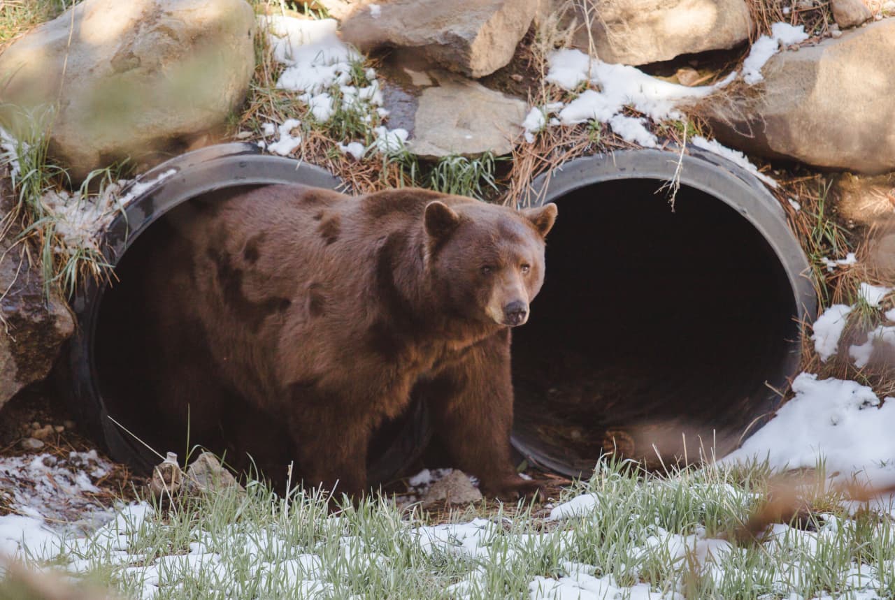 Wall Street’s most bearish firm on stocks says there’s a chance of an upswing