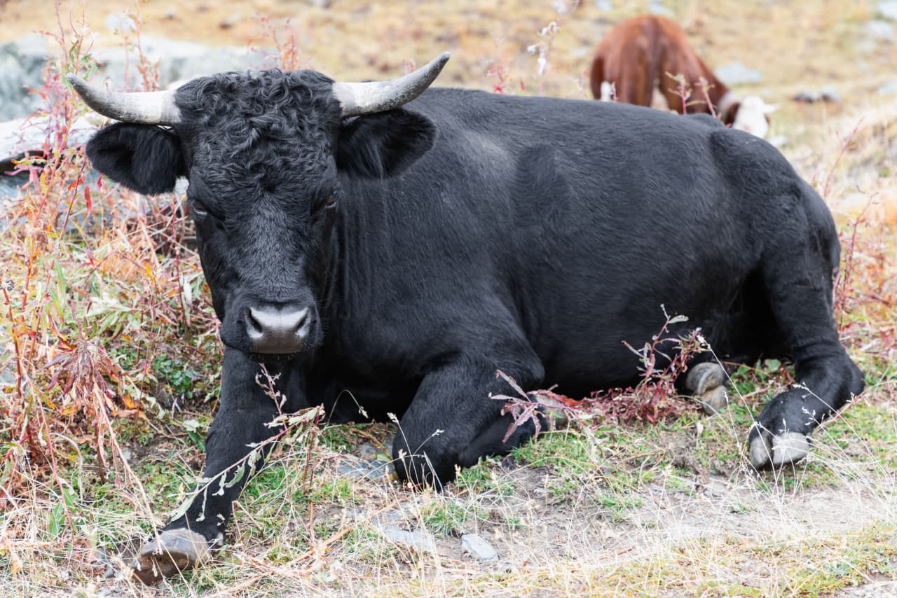 Chip sector’s gains are fading, but charts say bulls may just be resting up for a big rally