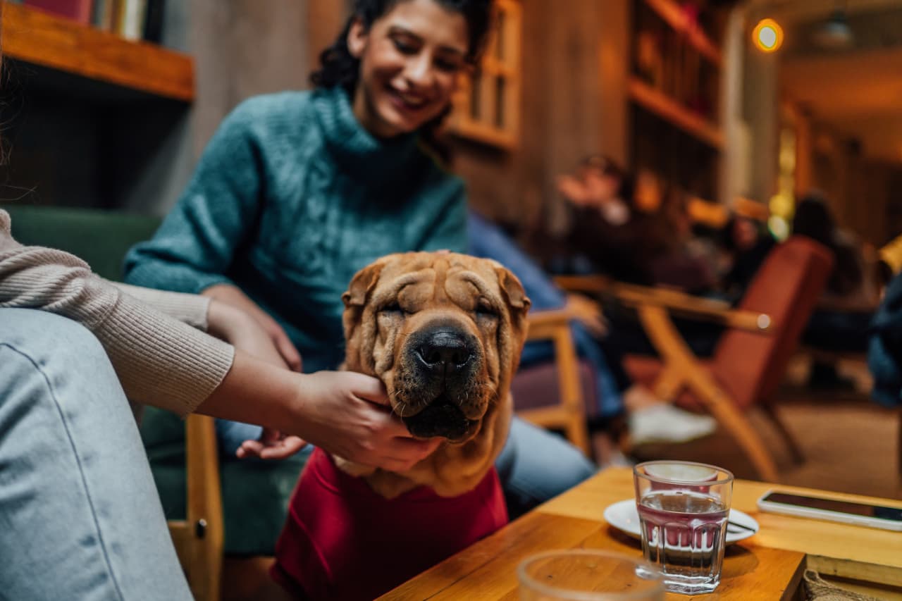 هل نقل كلبك على متن طائرة خاصة هو الخيار الأمثل؟